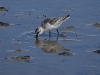 Drieteenstrandloper