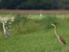 Purperreiger