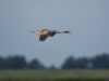 Purperreiger