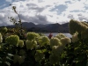 Inverewe garden