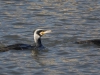 Aalscholver