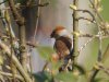 Appelvink