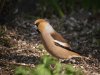 Appelvink