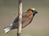 Appelvink