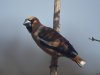 Appelvink