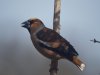 Appelvink