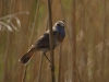 Blauwborst