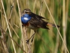 Blauwborst