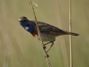 Blauwborst