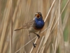 Blauwborst