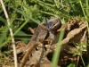 Blauwborst
