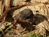 Blauwborst