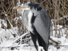 Blauwe reiger