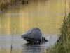 Blauwe reiger
