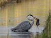 Blauwe reiger