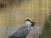 Blauwe reiger
