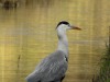 Blauwe reiger