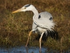 Blauwe reiger