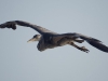 Blauwe reiger