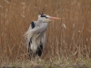 Blauwe reiger