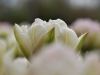 Tulp