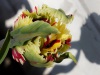 Tulp