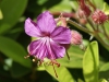 Grondgeranium