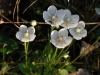 Parnassia