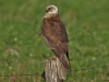 Bruine kiekendief