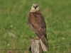Bruine kiekendief
