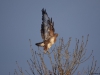 Buizerd