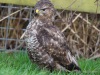 Buizerd