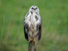 Buizerd