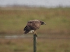 Buizerd