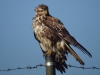 Buizerd