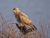 Buizerd
