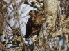 Buizerd