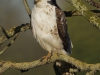 Buizerd
