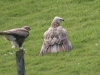 Buizerd