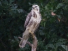 Buizerd