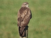 Buizerd