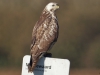Buizerd