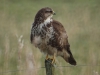 Buizerd