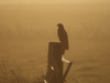 Buizerd