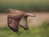 Buizerd