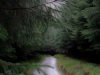 Glencoe Wood