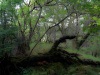 Glencoe Wood