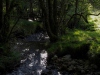 Glencoe Wood