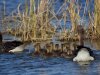 Grauwe gans