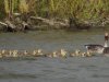 Grauwe gans